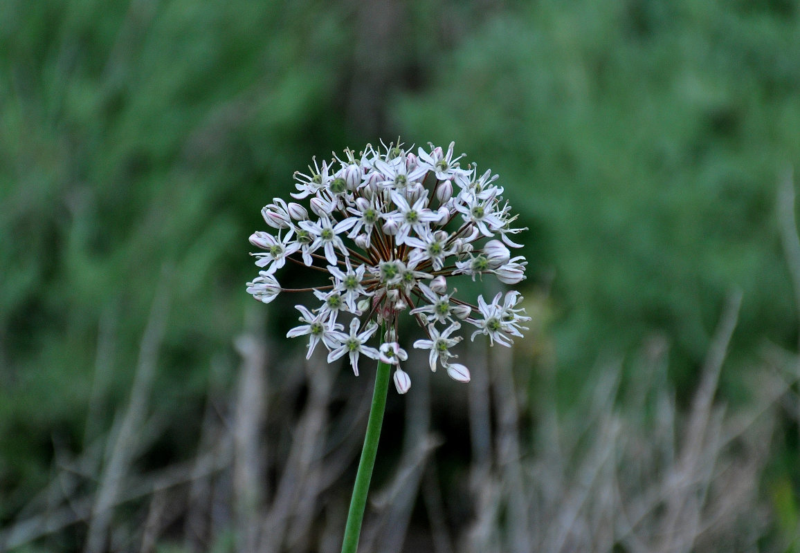 Image of Allium tulipifolium specimen.