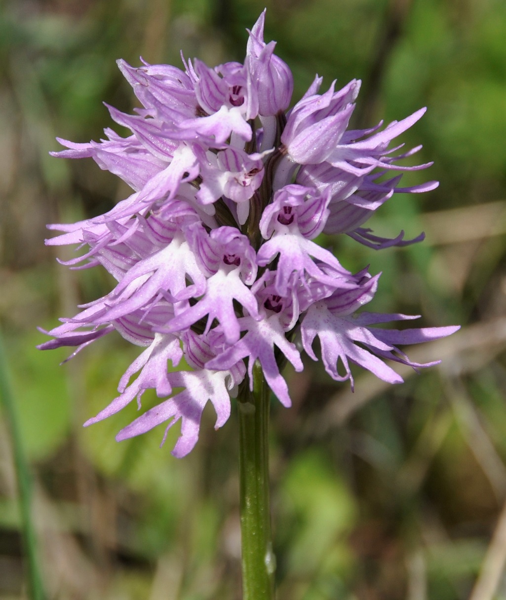 Image of Orchis italica specimen.