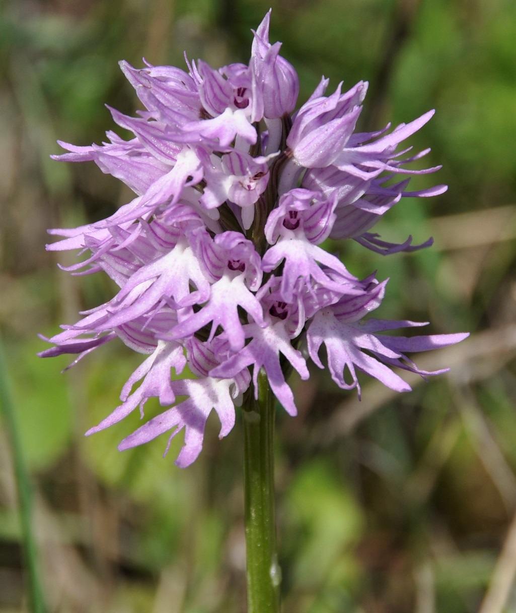 Изображение особи Orchis italica.