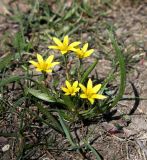 Gagea filiformis. Цветущее растение. Казахстан, Туркестанская обл., Тюлькубасский р-н, окр. с. Жабаглы, Круглый сад, ≈ 1200 м н.у.м., среди кустарников. 30 марта 2020 г.