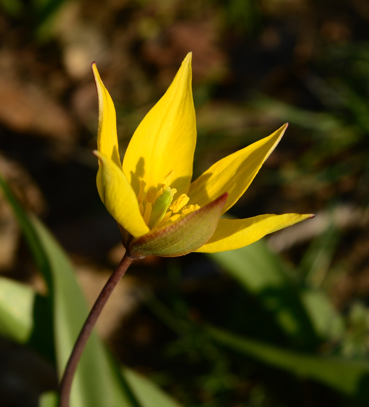 Изображение особи Tulipa biebersteiniana.