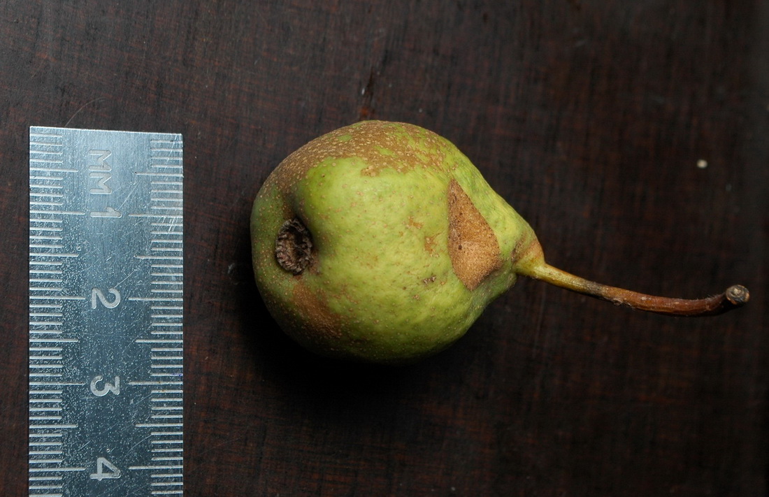 Image of Pyrus pyraster specimen.