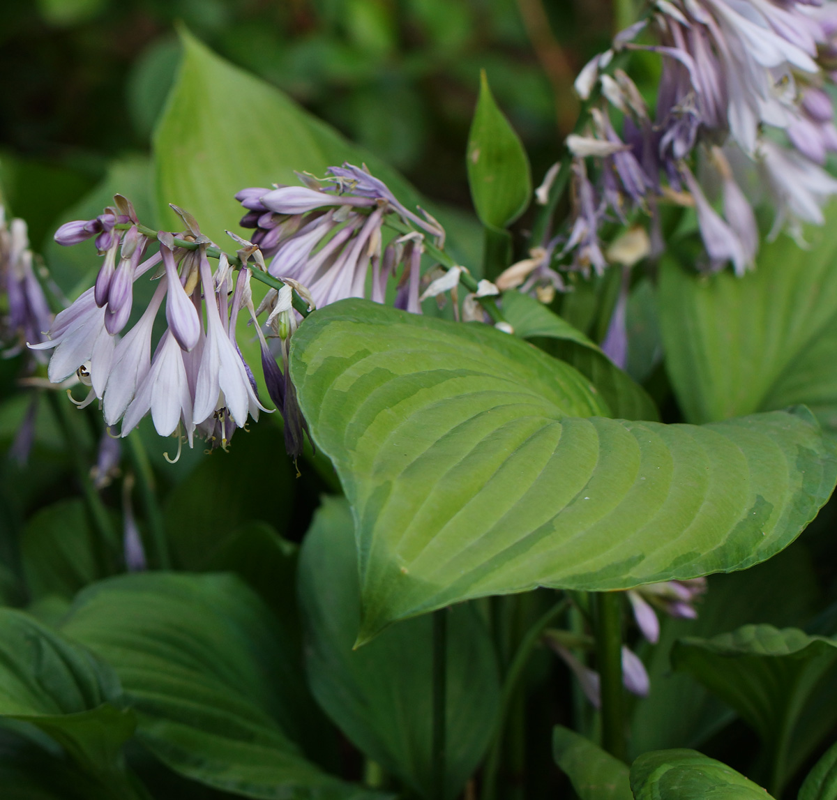 Изображение особи род Hosta.