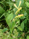 Corydalis ochotensis