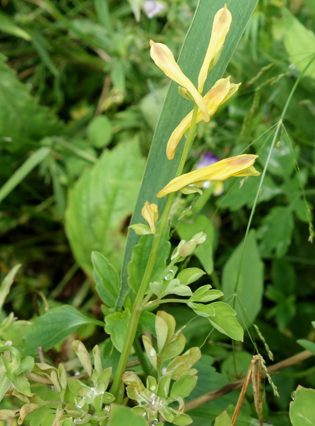 Image of Corydalis ochotensis specimen.