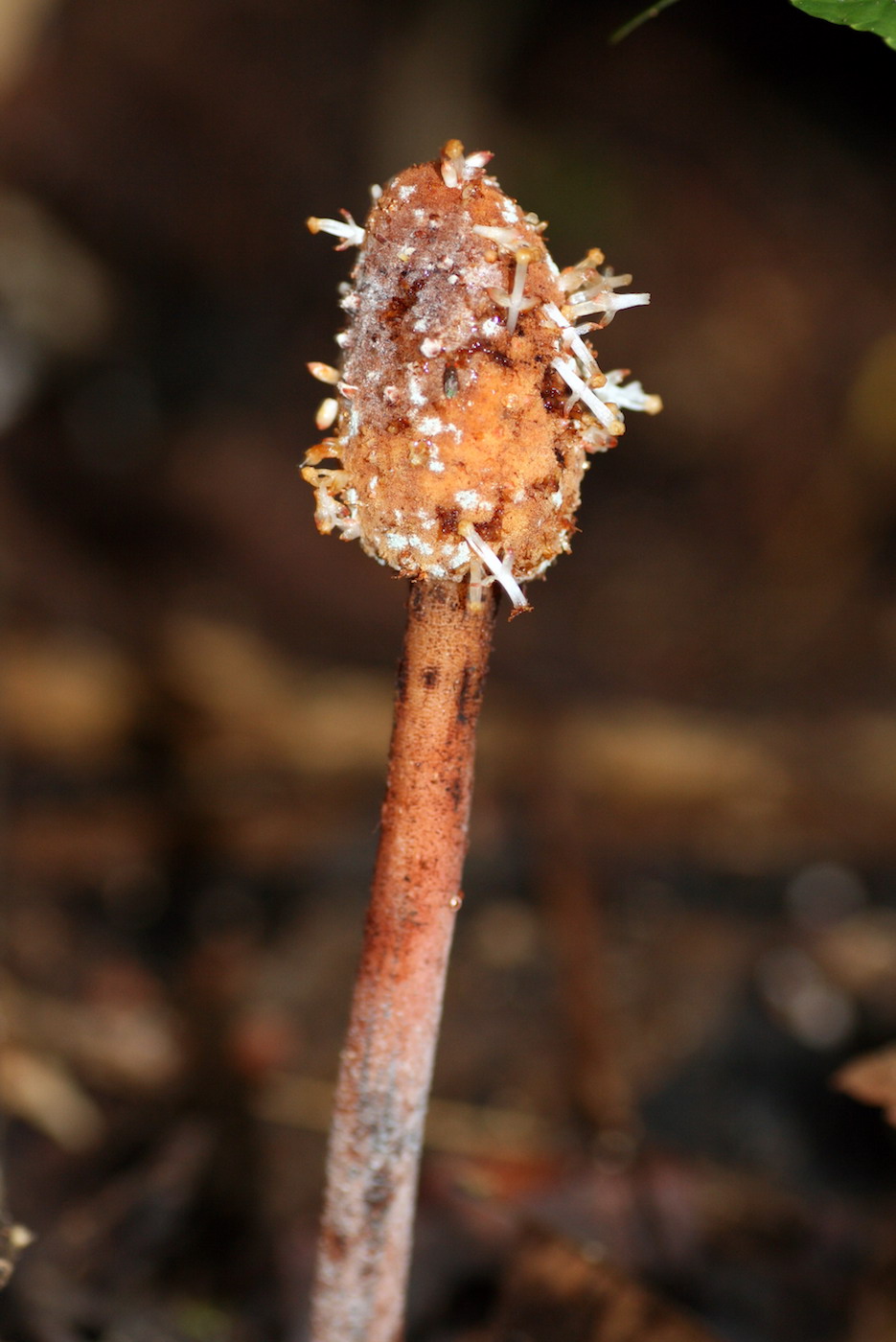 Изображение особи Helosis cayennensis.