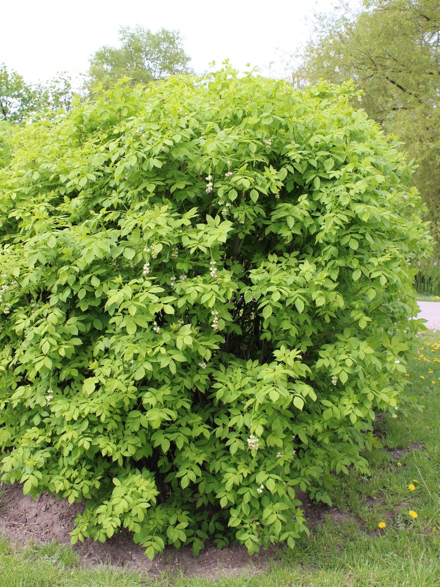 Image of Staphylea pinnata specimen.