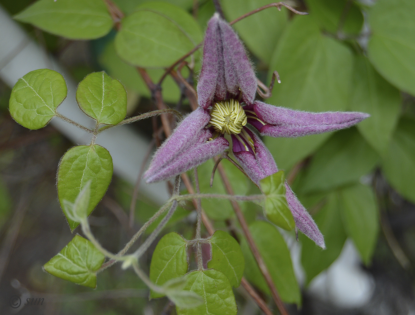 Изображение особи Clematis &times; jackmanii.