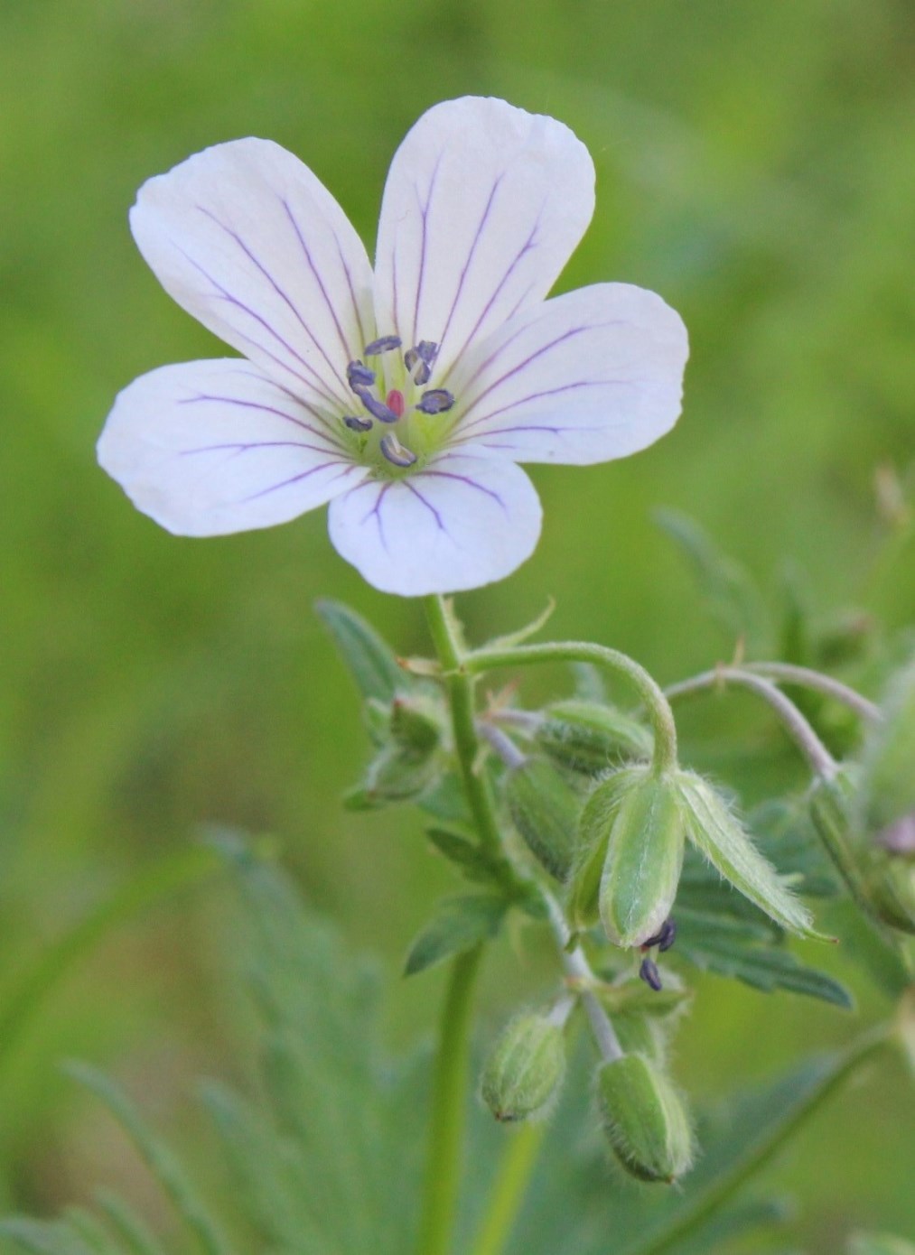 Изображение особи Geranium asiaticum.