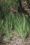 Gladiolus italicus