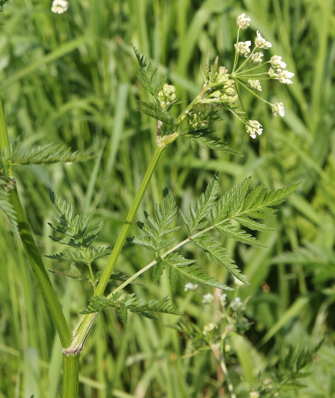 Image of Anthriscus sylvestris specimen.