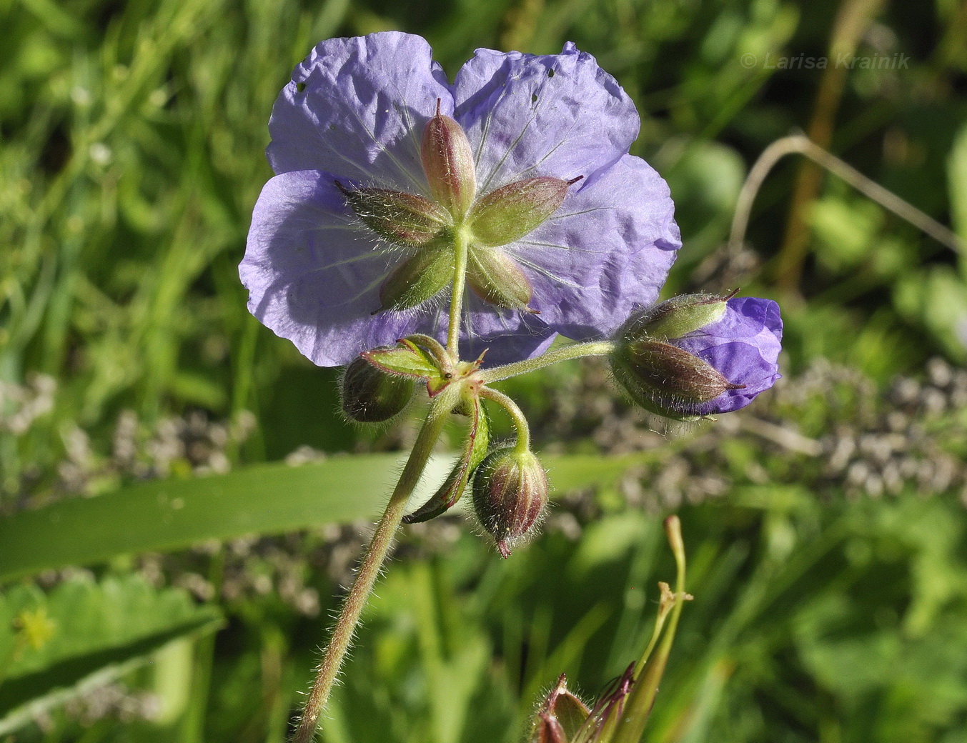 Изображение особи Geranium platyanthum.