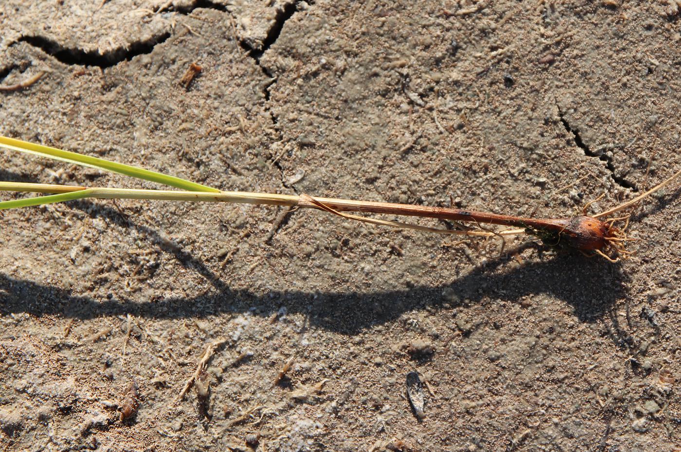 Image of Bolboschoenus popovii specimen.