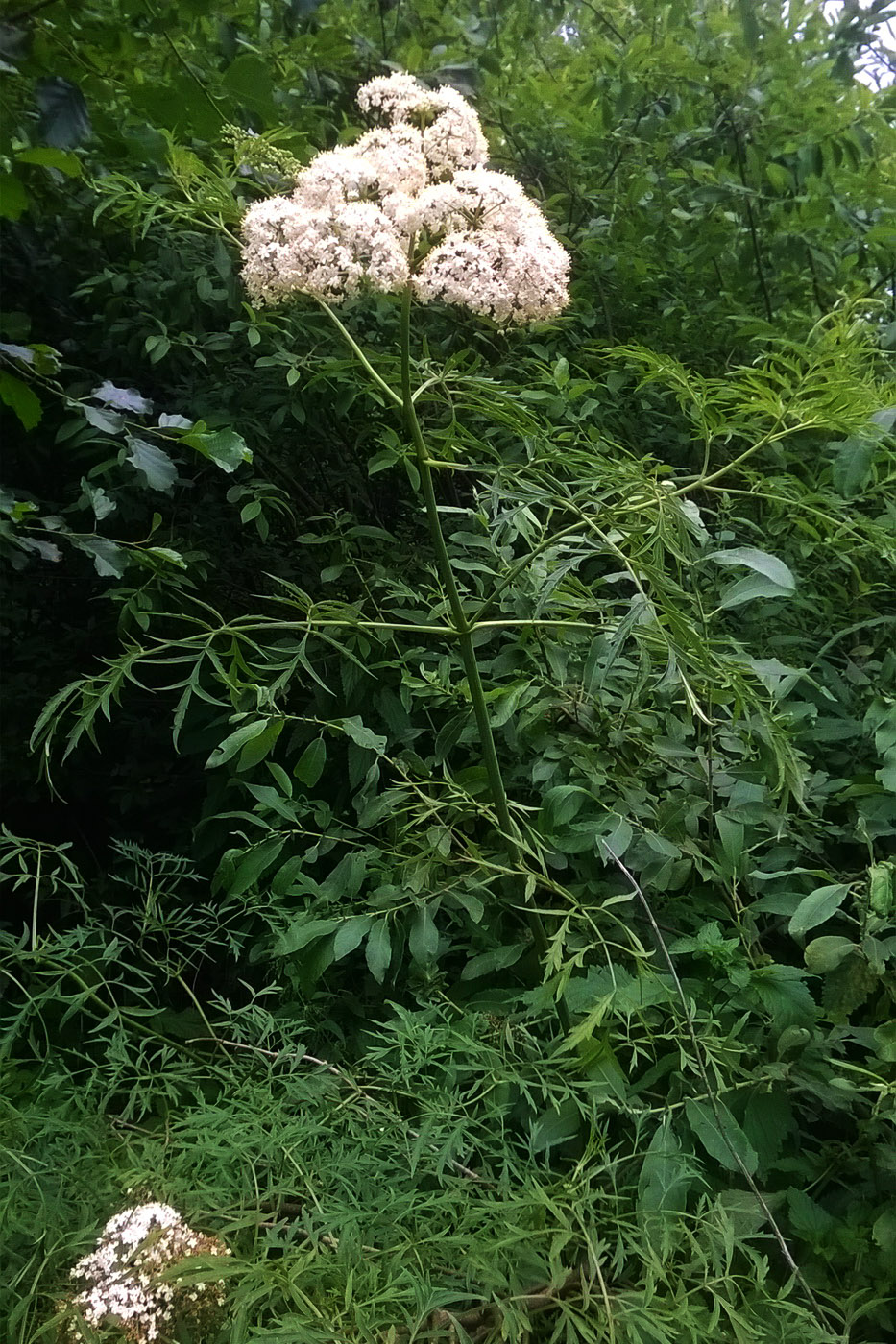 Изображение особи Sambucus nigra f. laciniata.