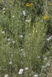 род Linaria. Цветущие растения в сообществе с Convolvulus arvensis и Tanacetum. Крым, Бахчисарайский р-н, окр. с. Речное, пустырь (луг) между двумя садами. 10.07.2020.