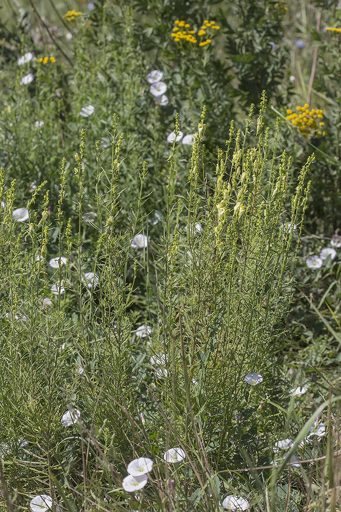 Изображение особи род Linaria.