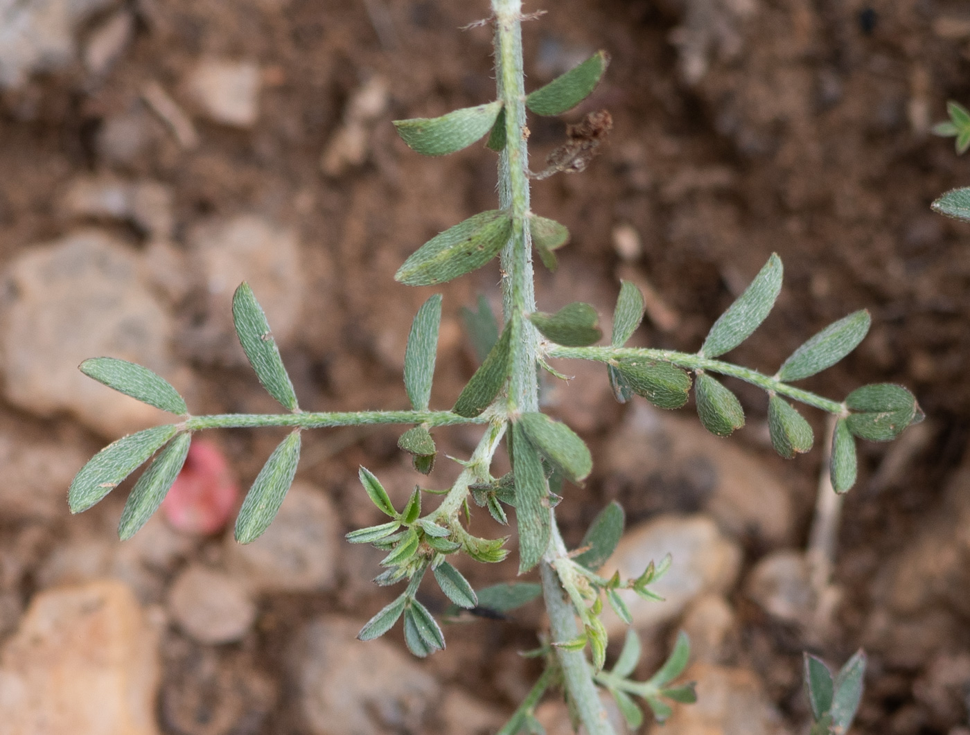 Изображение особи Indigofera heterotricha.