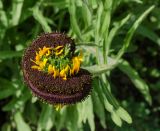 Rudbeckia hirta