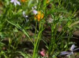 Isotoma axillaris