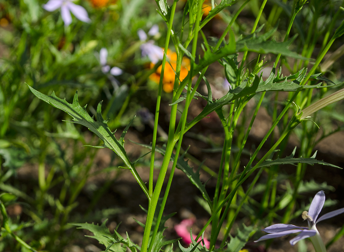 Image of Isotoma axillaris specimen.