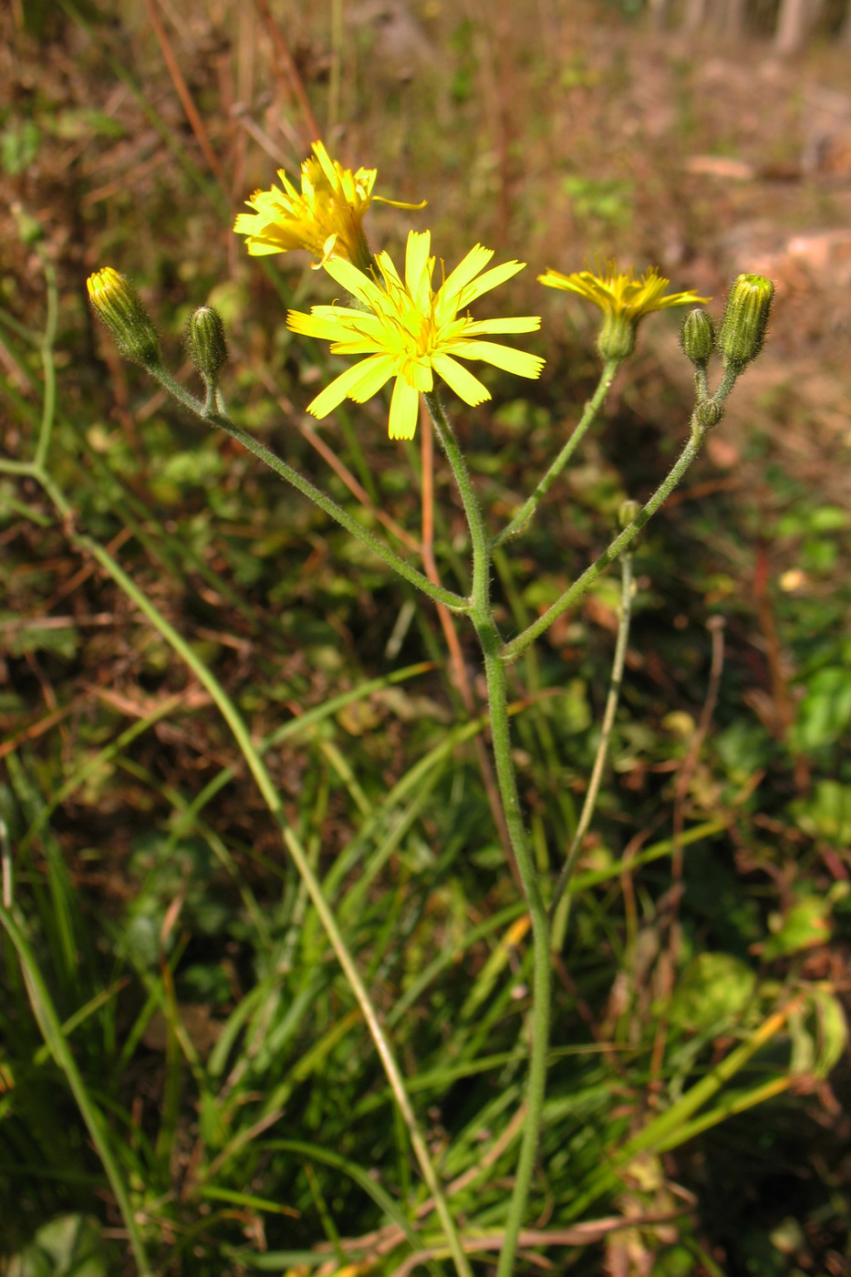 Изображение особи Hieracium sylvularum.