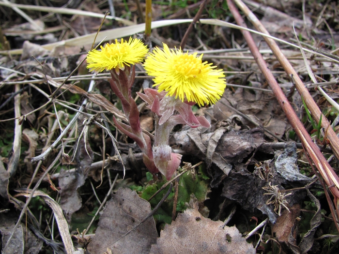 Image of Tussilago farfara specimen.