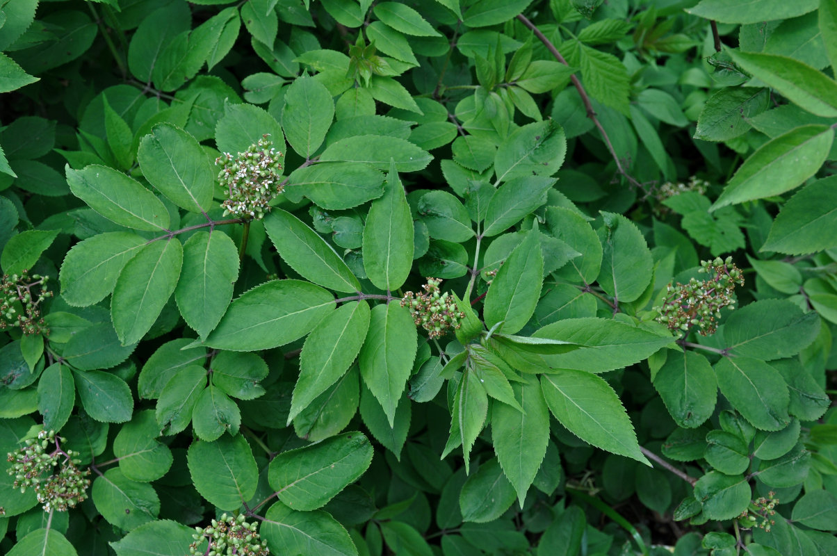 Image of Sambucus racemosa specimen.