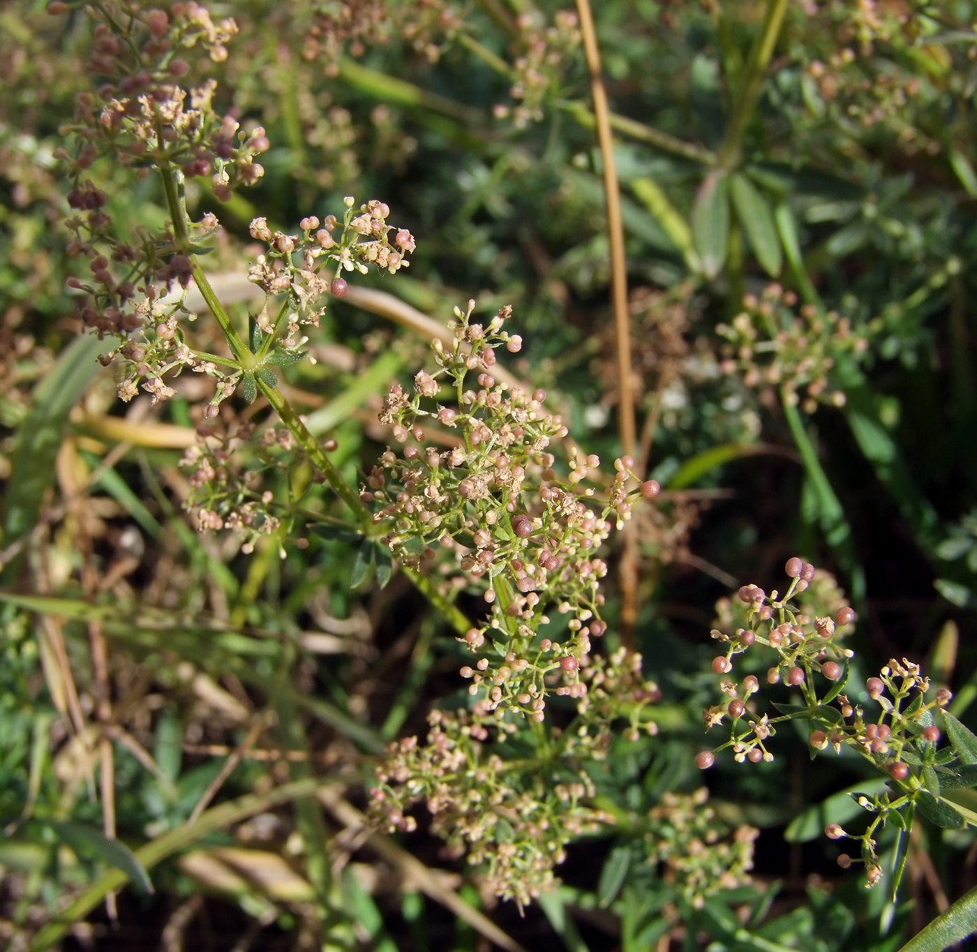 Изображение особи Galium mollugo.