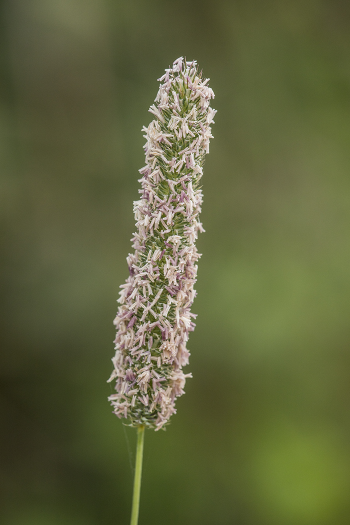 Image of genus Phleum specimen.