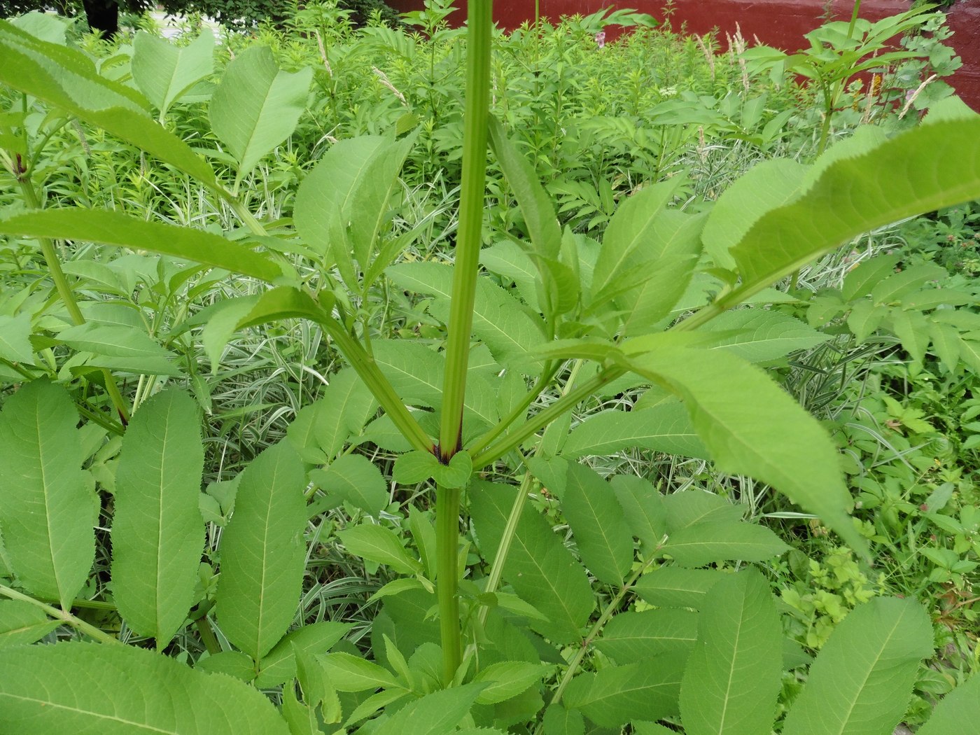 Изображение особи Sambucus ebulus.