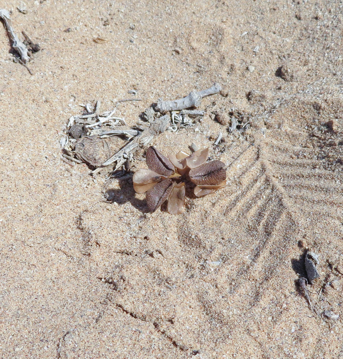 Image of Zygophyllum stapffii specimen.