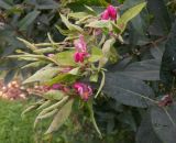 genus Lonicera