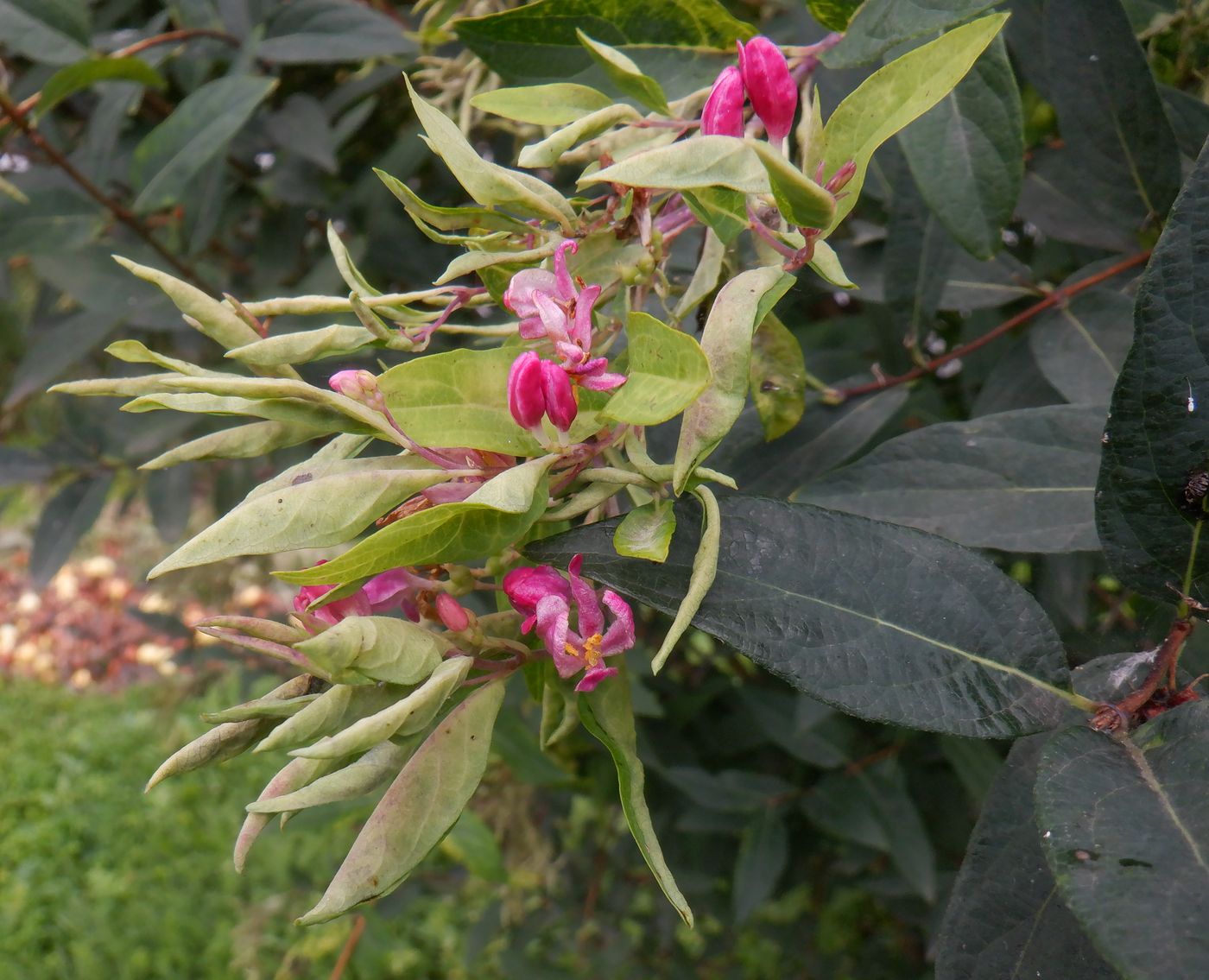 Image of genus Lonicera specimen.