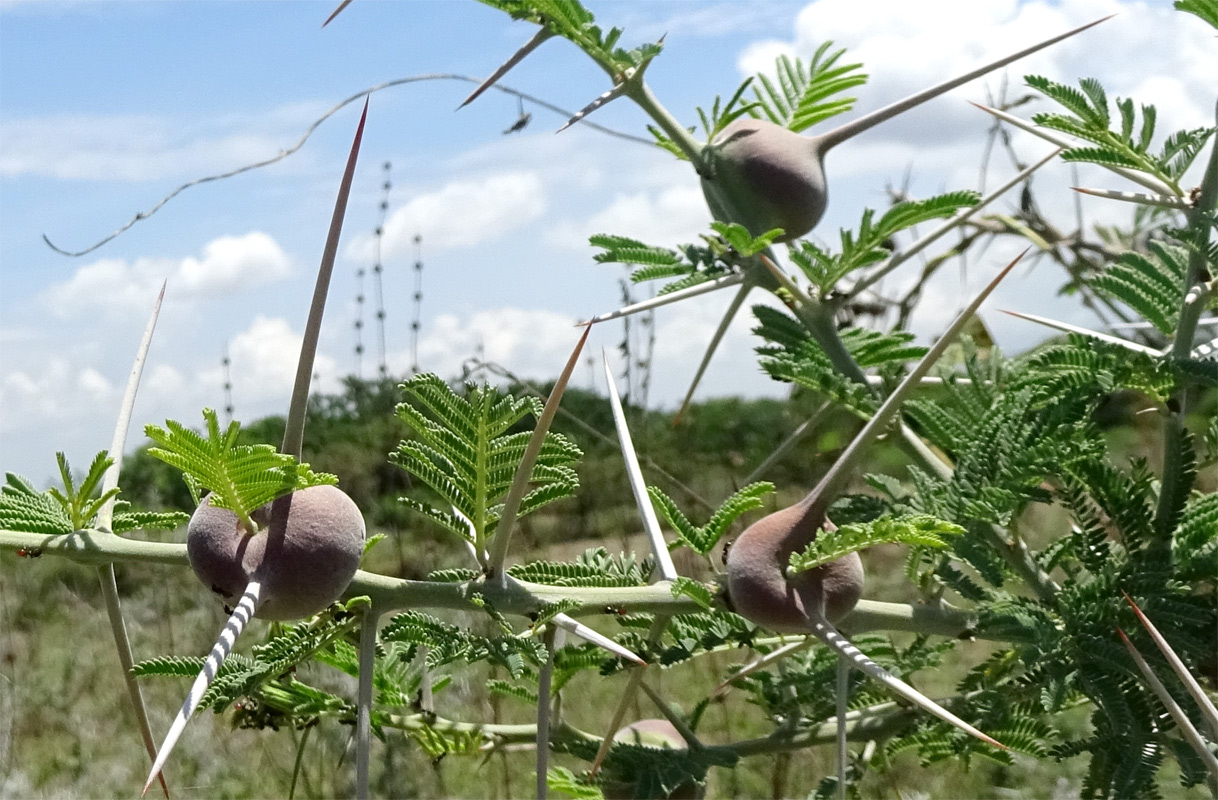 Изображение особи Vachellia drepanolobium.