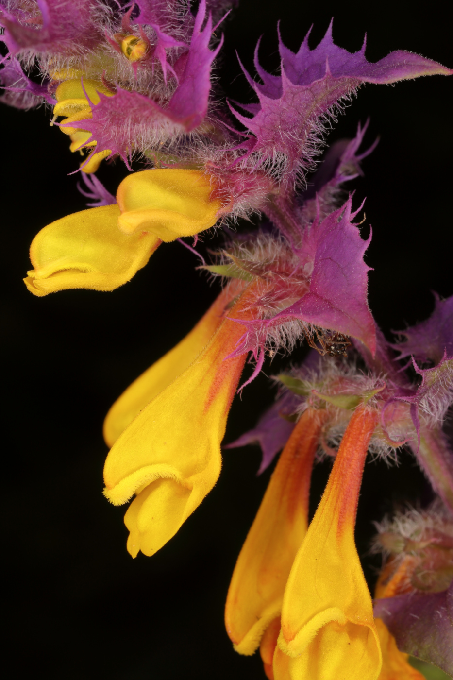 Image of Melampyrum nemorosum specimen.