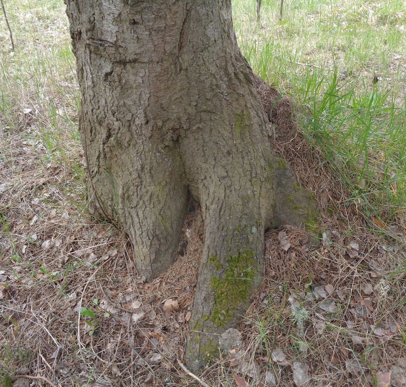 Изображение особи Abies sibirica.