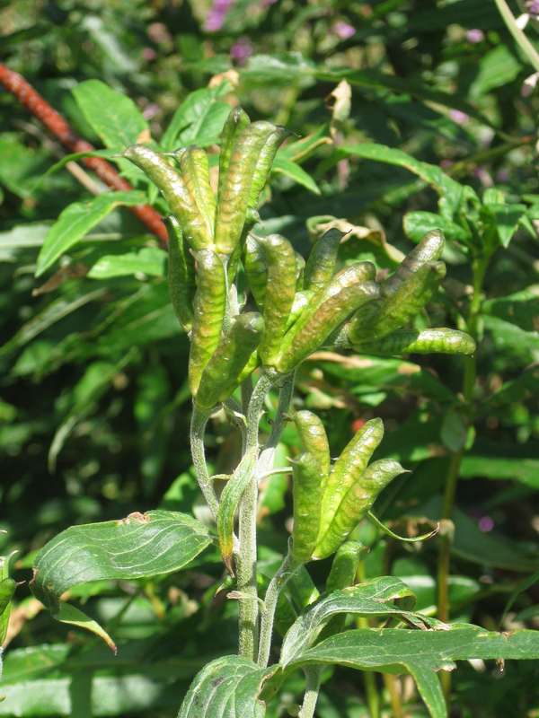 Изображение особи Aconitum maximum.