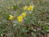 Thermopsis alpina