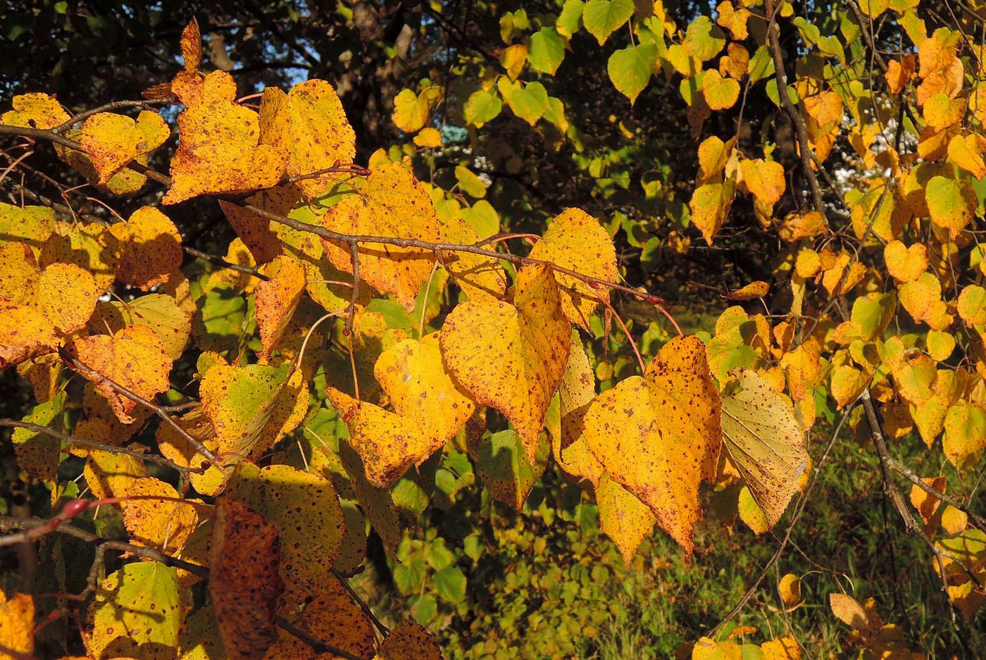 Изображение особи Tilia cordata.