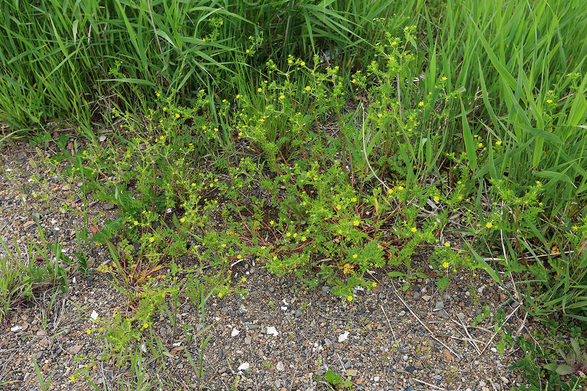 Изображение особи Potentilla supina ssp. paradoxa.