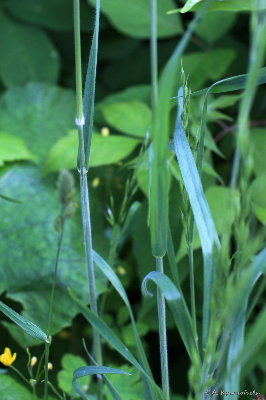 Image of Bromus arvensis specimen.