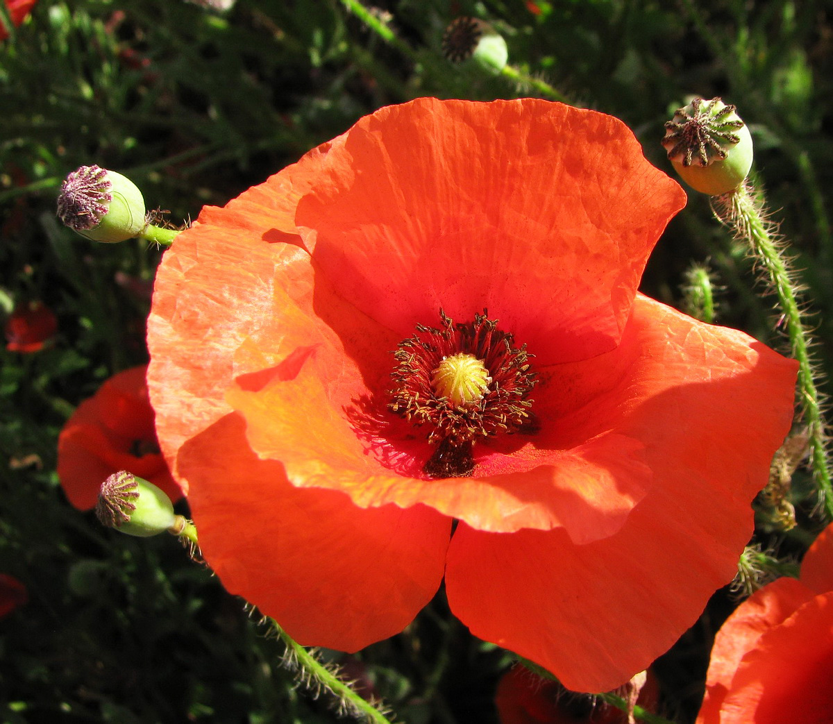 Image of Papaver rhoeas specimen.