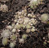 Orostachys spinosa