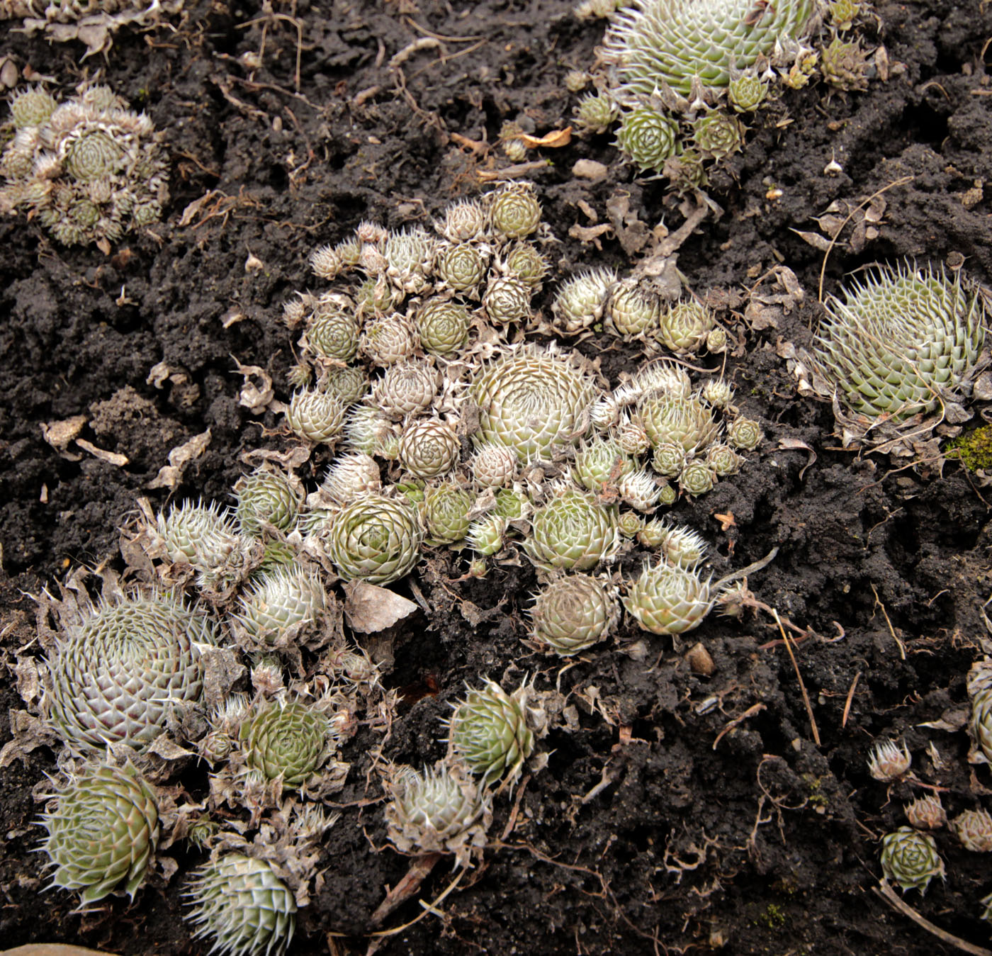 Image of Orostachys spinosa specimen.