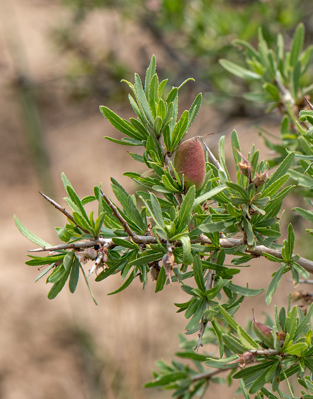 Image of Amygdalus spinosissima specimen.