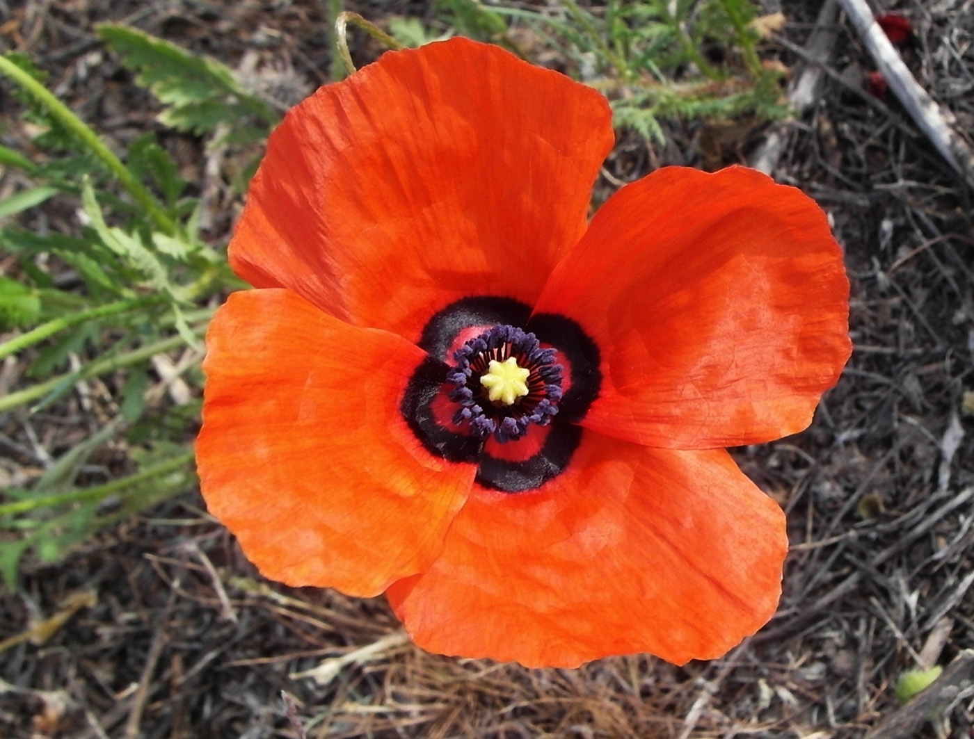 Image of Papaver pavoninum specimen.