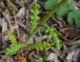 Senecio vernalis