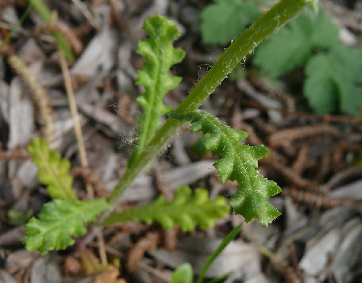 Изображение особи Senecio vernalis.