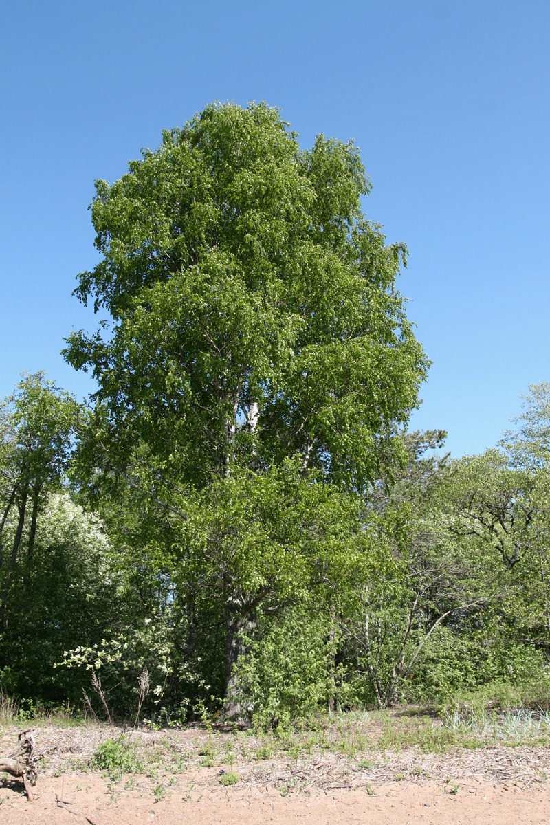 Изображение особи Betula pendula.