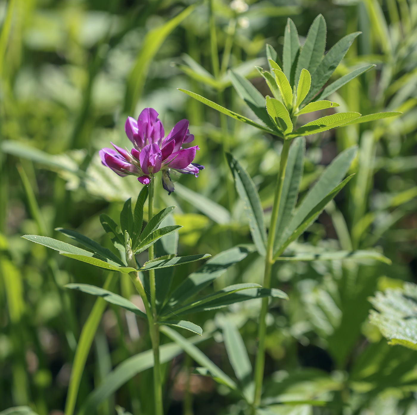 Image of Trifolium lupinaster specimen.